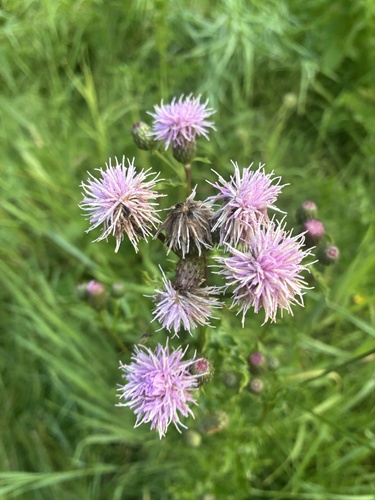 creeping thistle