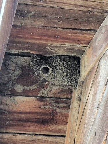 Cliff Swallow