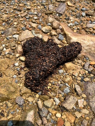 American Black Bear
