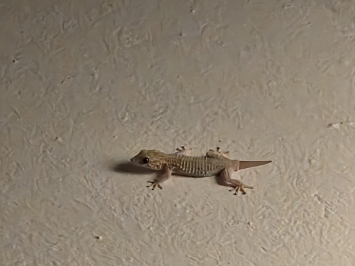 Moorish Gecko