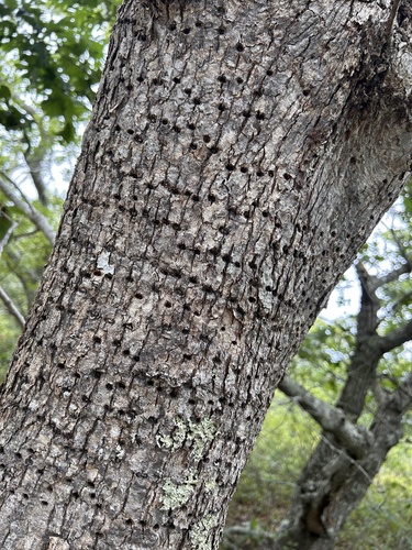 Yellow-bellied Sapsucker