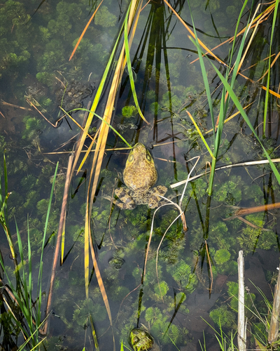 American Bullfrog