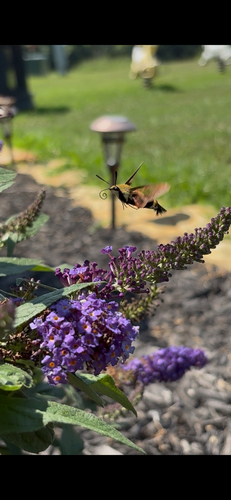 Snowberry Clearwing