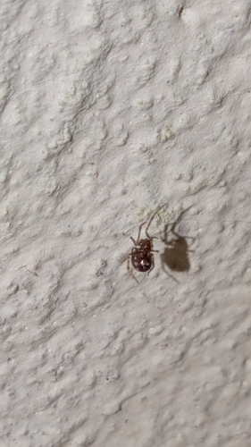 False Widow Spiders