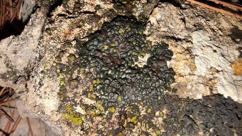Jelly Lichen