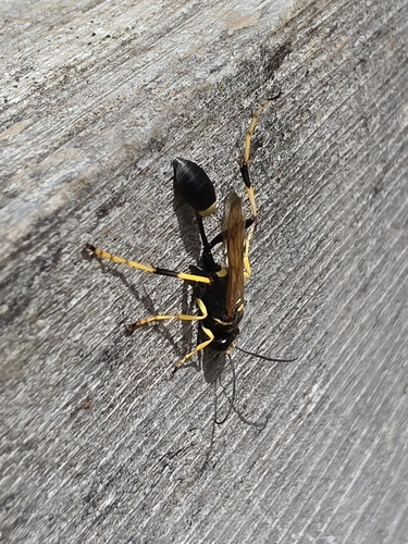 Yellow-legged Mud-dauber Wasp