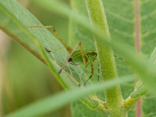Fork-tailed Bush Katydid