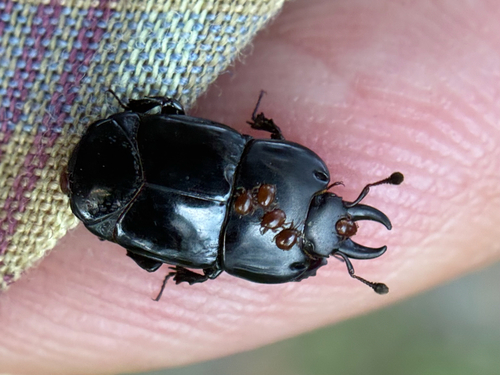 Flat Clown Beetle