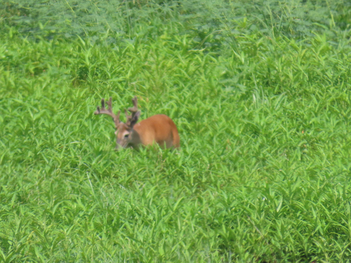 White-tailed Deer