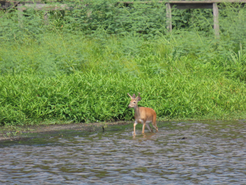White-tailed Deer