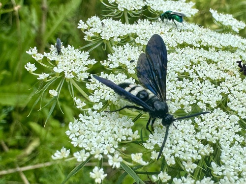 Scolia