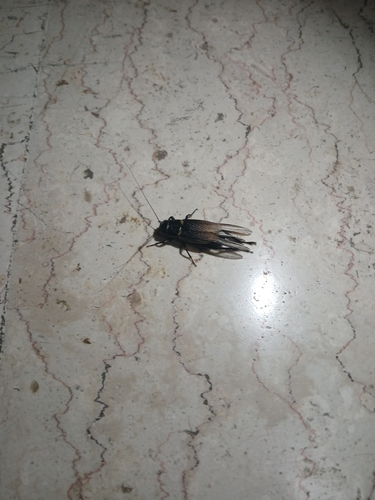 Southern Field Cricket