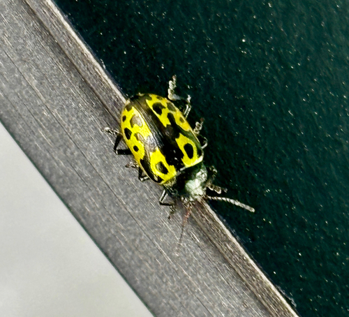 Calligrapha signatipennis