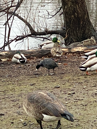 American Coot