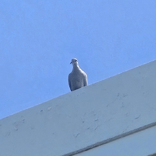 Eurasian Collared-Dove