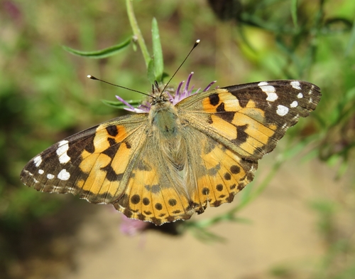 Painted Lady