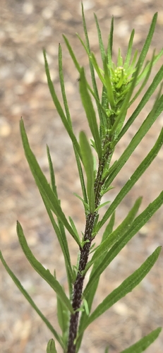 horseweed