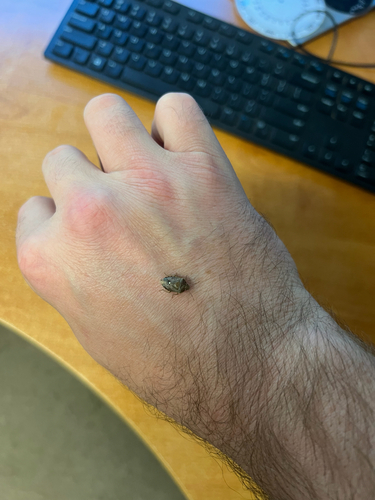 iNaturalist observation photo of Muddy Stink Bug