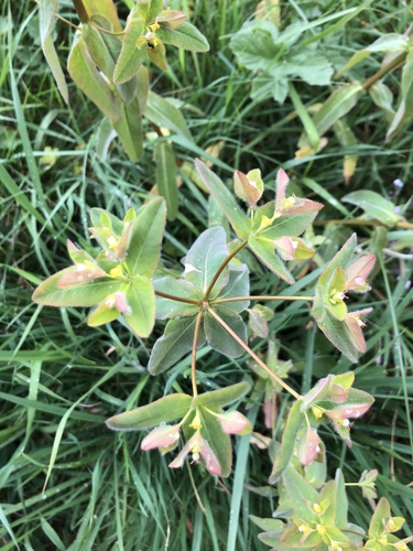 Euphorbia corallioides