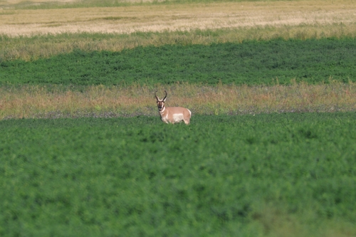 Pronghorn