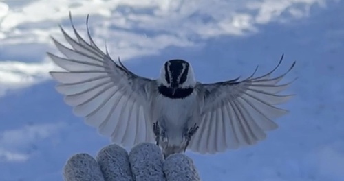 Mountain Chickadee