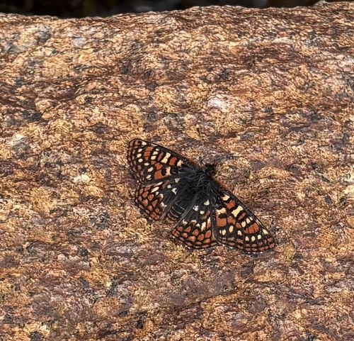iNaturalist observation photo of Edith's Checkerspot