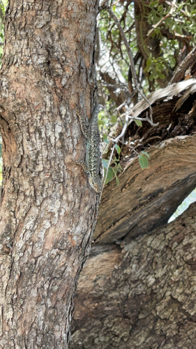 iNaturalist observation photo of Western Fence Lizard