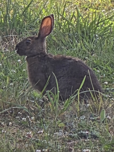 Snowshoe Hare