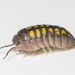 Granulated Pill Woodlouse - Photo (c) Konstantinos Kalaentzis, all rights reserved, uploaded by Konstantinos Kalaentzis