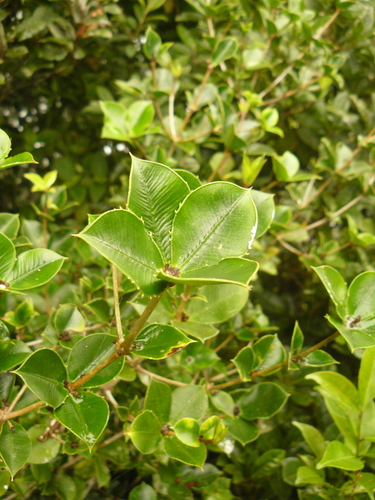 Alyxia ilicifolia subsp. magnifolia (Bailey) P.I.Forst.