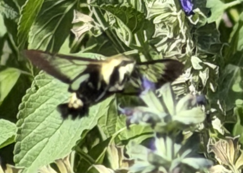 Snowberry Clearwing