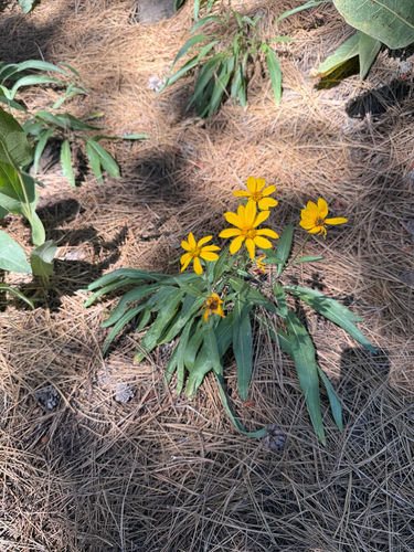 iNaturalist observation photo of California Dwarf Sunflower