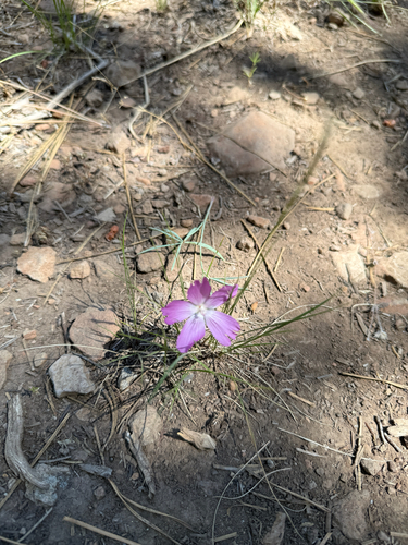 iNaturalist observation photo of lettuce wirelettuce