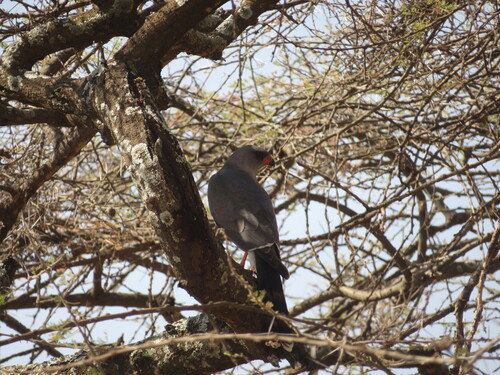 Gabar Goshawk
