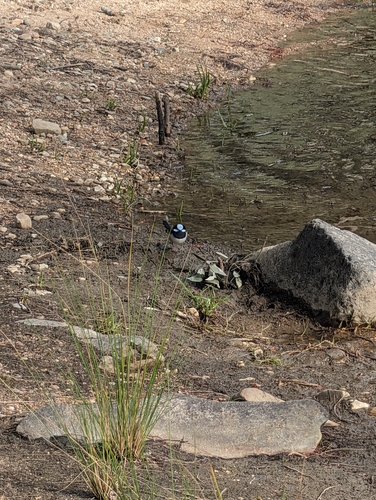 Superb Fairywren