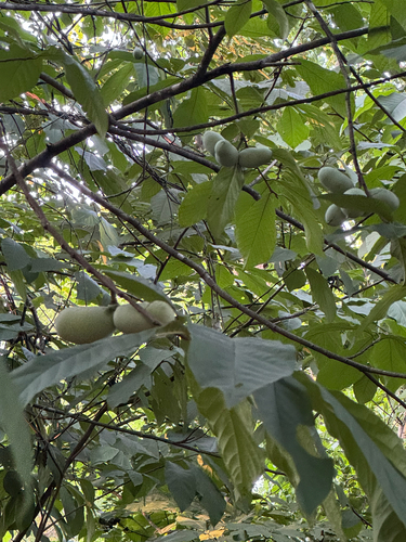common pawpaw