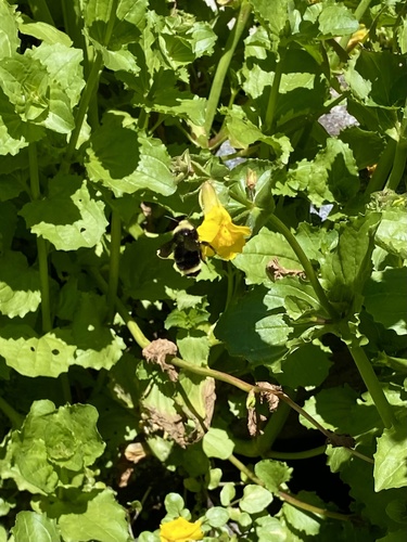 iNaturalist observation photo of Yellow-faced Bumble Bee