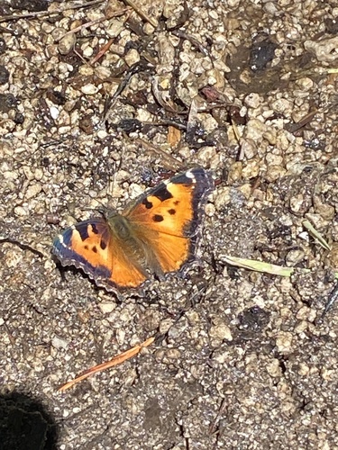 iNaturalist observation photo of California Tortoiseshell