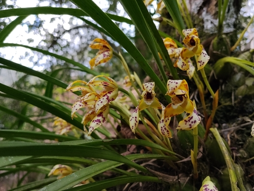 Maxillaria picta