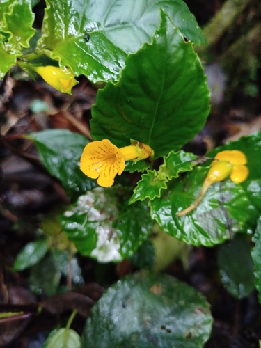 Solenophora erubescens