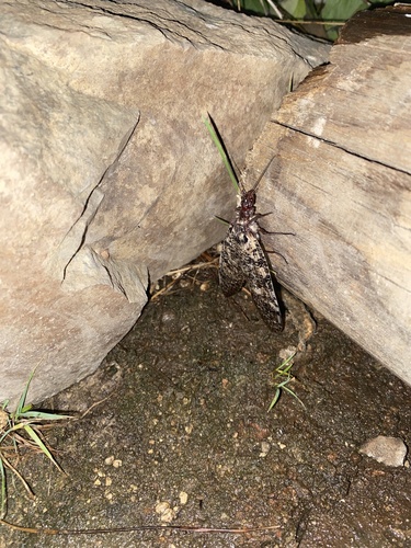 iNaturalist observation photo of Dysmicohermes ingens