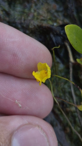 humped bladderwort