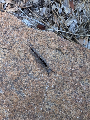 iNaturalist observation photo of Tussock Moths