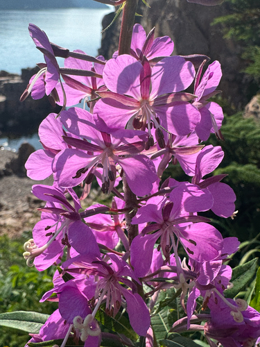 fireweed