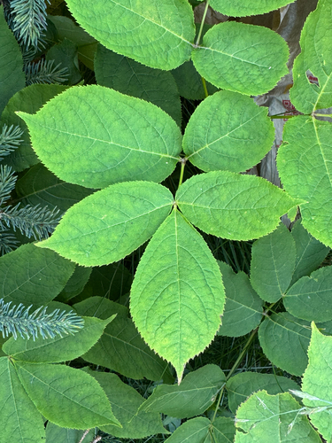 wild sarsaparilla