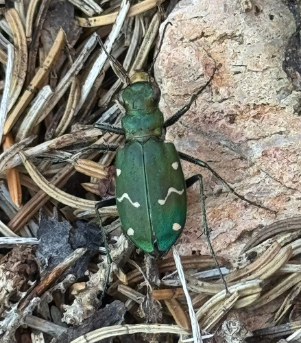 Boreal Long-lipped Tiger Beetle