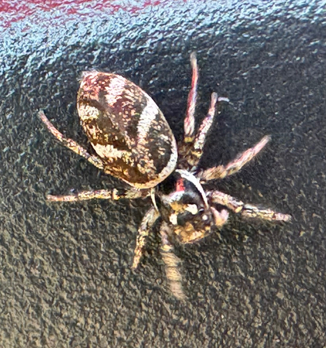 Zebra Jumping Spider