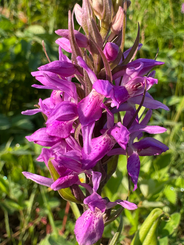 Southern Marsh-orchid