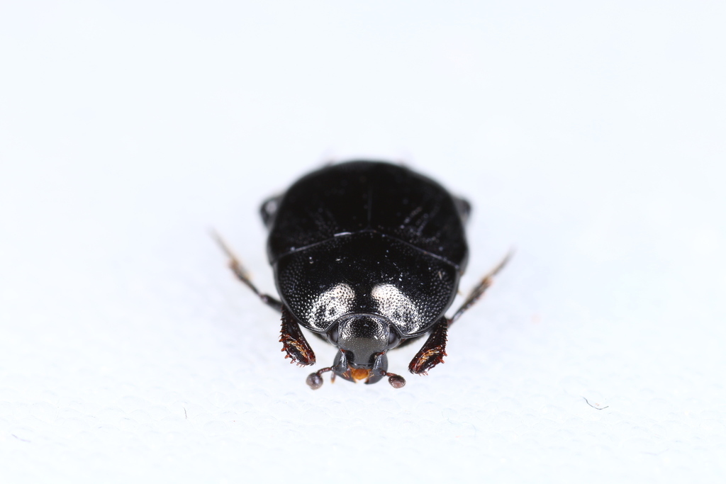 Saprinus semistriatus from Gösting, Graz, Österreich on April 24, 2020 ...