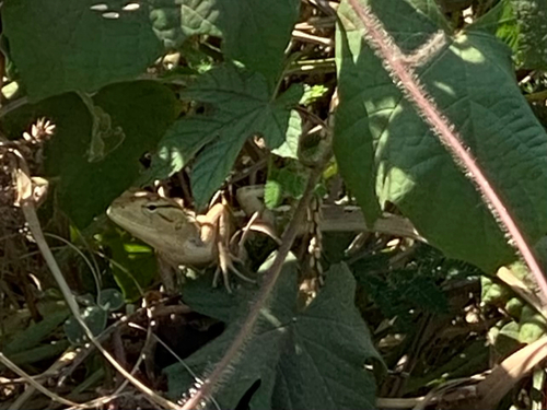 Indian Garden Lizard